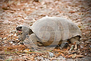 Gopher Tortoise Turtle, Reed Bingham State Park photo